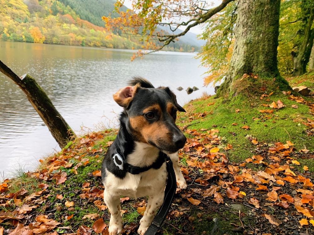 Max the Jack Russell sitting among autumn leaves