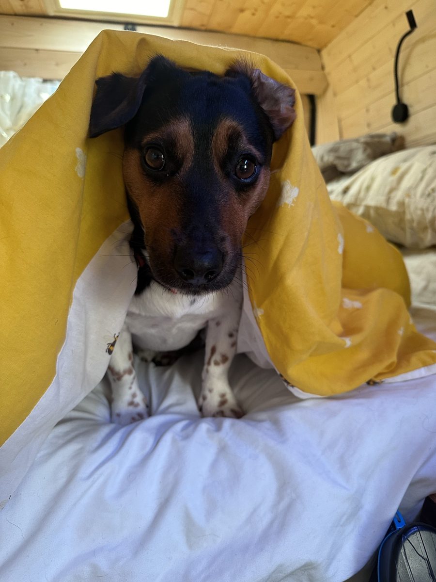 Max the Jack Russell snuggled in a duvet