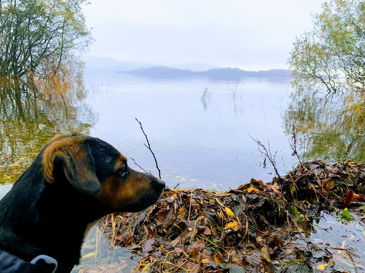 Max looking out across a misty lake