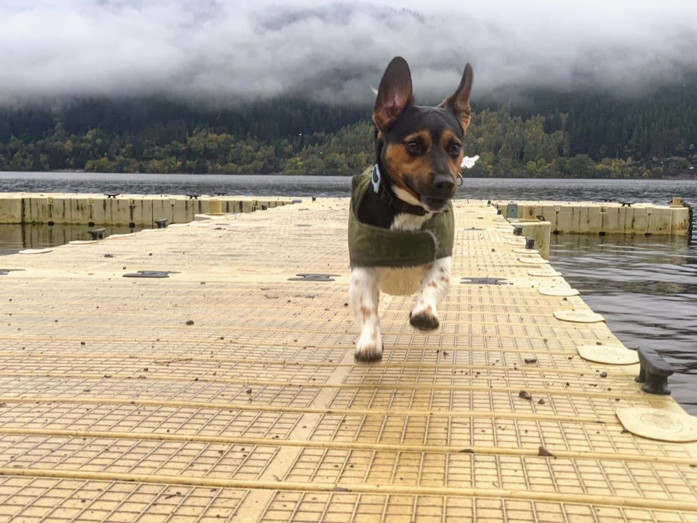 Max running towards the camera along a jetty