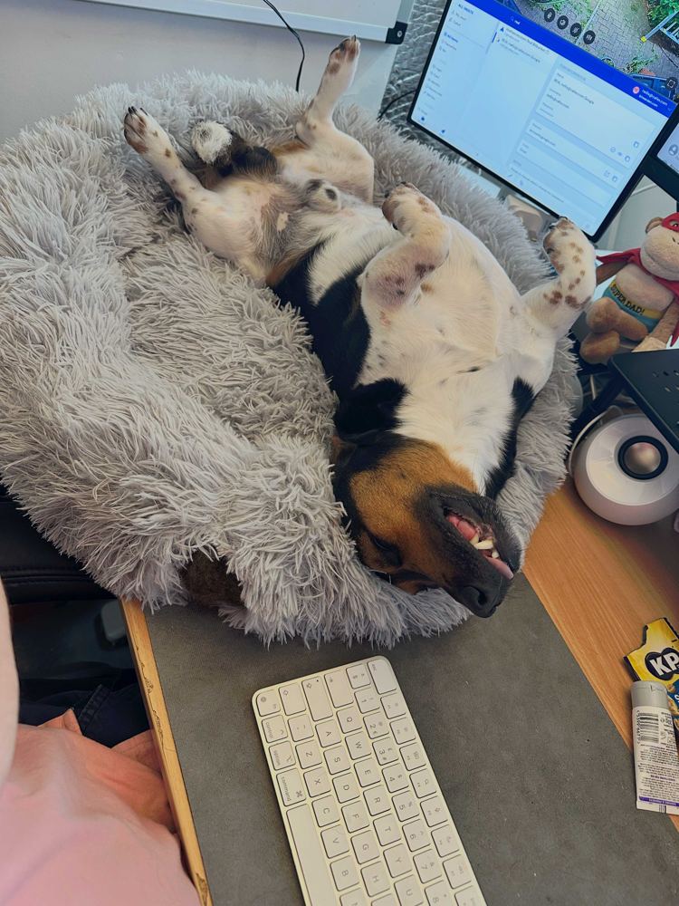 Max asleep upside down in his fluffy bed beside Neil's desk